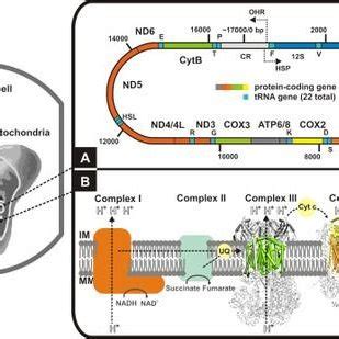 Mitochondrial Genes And Protein Complexes That Are Encoded By