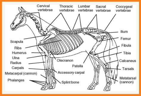 Animal Mrt A Young Horses Natural And Skeletal Development