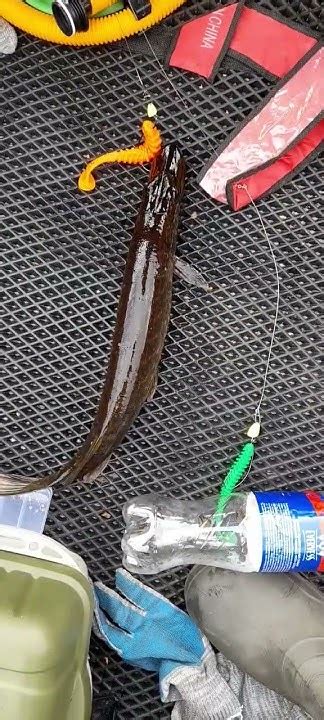 щука зубастая на силикон минога - YouTube