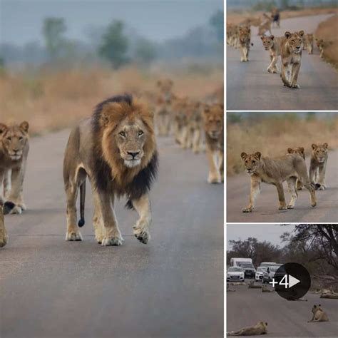 Largest Lion Pride Takes Over Kruger Parks Roads In Stunning Encounter