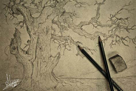 Arbol Seco Dibujo A Lapiz Imagui