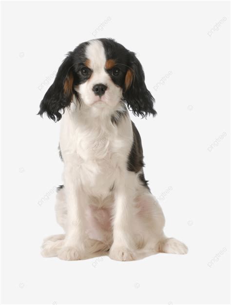 Estudio De Vista Frontal Cavalier King Charles Spaniel PNG Sesión