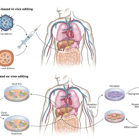 In Vivo And Ex Vivo Strategies For CRISPR Cas9 Based Gene Therapies