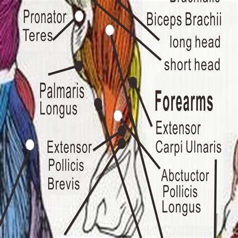 Human Body Muscular System Educational Anatomical Chart Muscle Anatomy ...