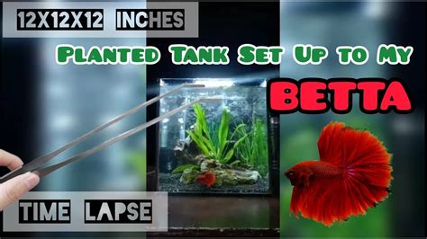 HOW TO SET UP BETTA FISH TANK TIME LAPSE YouTube