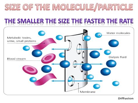 Ppt Fluid Mosaic Model Illustrated Powerpoint Presentation Free Download Id4713668