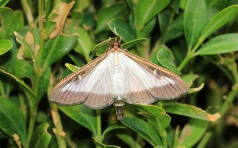 La Pyrale Du Buis Une Chenille D Foliatrice Redoutable Le Parisien