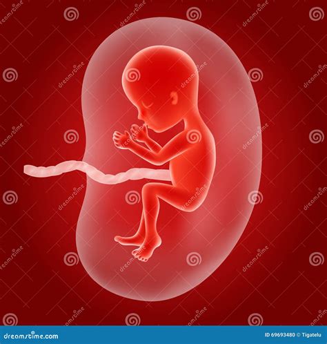 Cartoon Illustration Of Human Fetus Inside The Womb Stock Vector