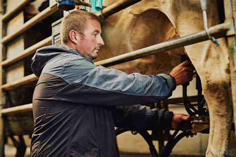 Overseeing the Milking Process. a Male Farmer Milking Cows on a Dairy ...