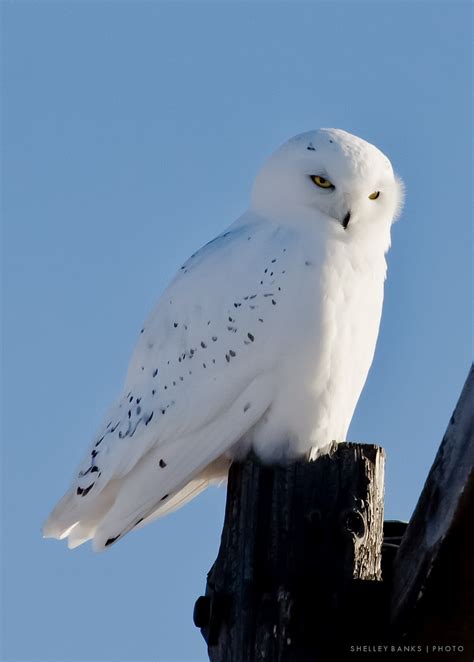 Prairie Nature Snowy Owls An Irruption Of Owls In Saskatchewan