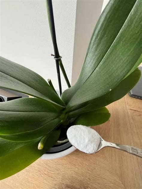 Comment Faire Refleurir Une Orchid E Avec Du Bicarbonate