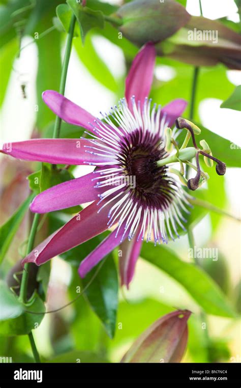 Passiflora x violacea fotografías e imágenes de alta resolución Alamy