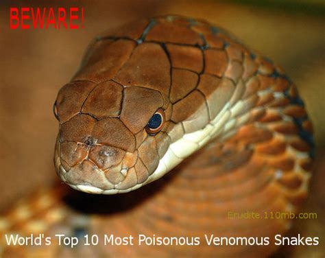 World's Top 10 Most Poisonous Venomous Deadliest Snakes | Classle