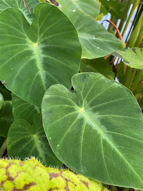 Colocasia Fallax Silver Dollar Brians Botanicals