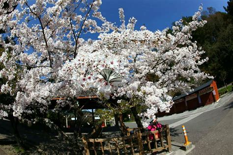 阿里山花季滿山頭！花種＋交通報你知 新頭殼 Line Today