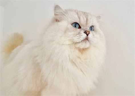 The British Longhair Cat — Belle Ayr Cats