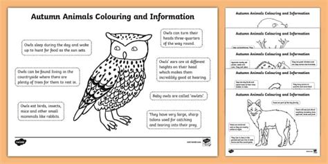 Autumn Animals Colouring and Information Pack (teacher made)