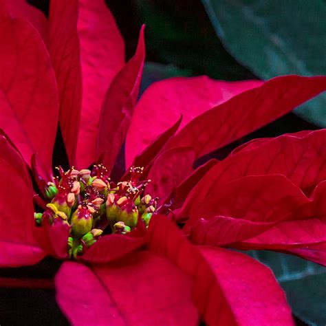 Poinsettia