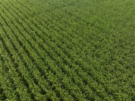 Vista aérea de las plantas de caña de azúcar que crecen en el campo