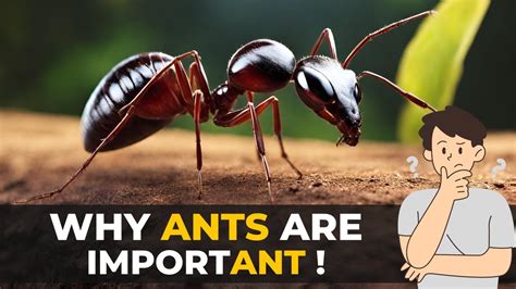 Why Are Ants Important Ant Facts The Planet Voice Youtube