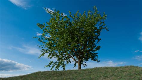 Maple Tree Finished Projects Blender Artists Community