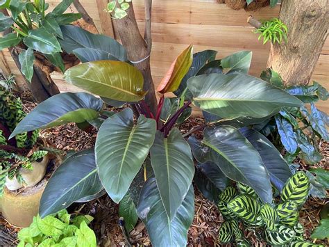 Philodendron Rojo Congo In The Philodendrons Database