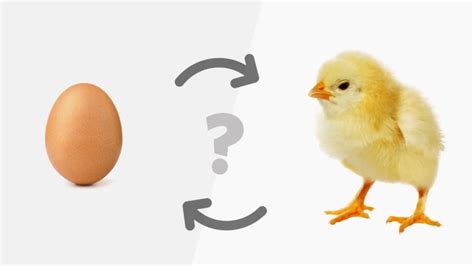 ¿qué Fue Primero El Huevo O La Gallina Enséñame De Ciencia