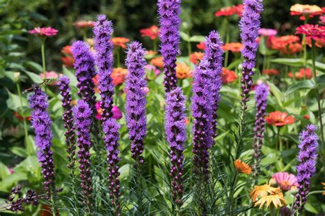 How To Plant And Grow Blazing Star Flowers Liatris Spicata