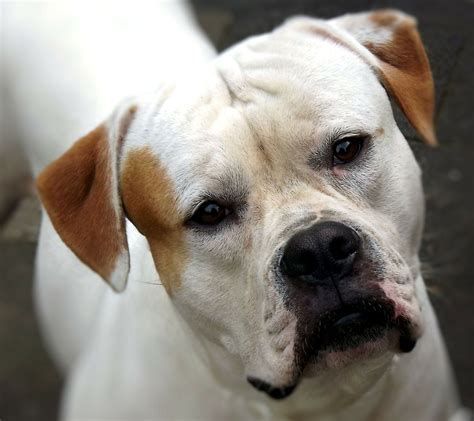 American Bulldog Thrilling Facts You Should Know - PetShoper