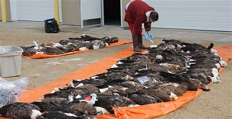 Golden Eagle In Yellowstone National Park Died Of Lead Poisoning The Dodo