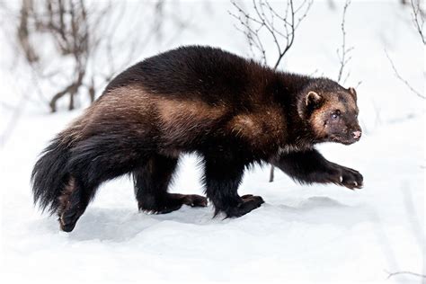 Conservationists Sue Feds Over Lack of Wolverine Protections - Flathead ...