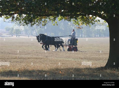 Shire Horses Ploughing Field Hi Res Stock Photography And Images Alamy