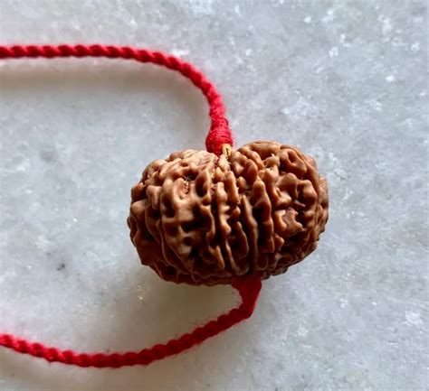 Nexg Pure Natural Mukhi Rudraksha Original Certified Auspicious