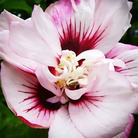 Double Pink Hardy Hibiscus For Sale Online | The Tree Center