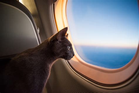 Plane Forced To Make An Emergency Landing After Angry Cat Attacks The