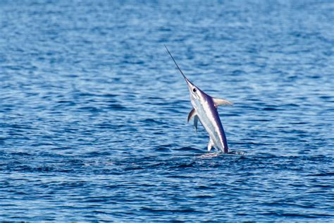 Whats The Difference Between Sailfish And Swordfish American Oceans