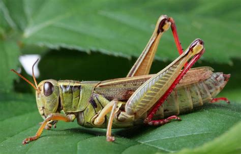 13 Interesting Grasshopper Facts You Probably Didn T Know