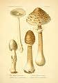 Category Amanita Vaginata Botanical Illustrations Wikimedia Commons