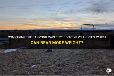 Comparing The Carrying Capacity Donkeys Vs Horses Which Can Bear