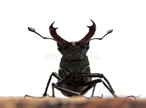 Stag Beetle Stock Photo Image Of Frontal Portrait Conservation