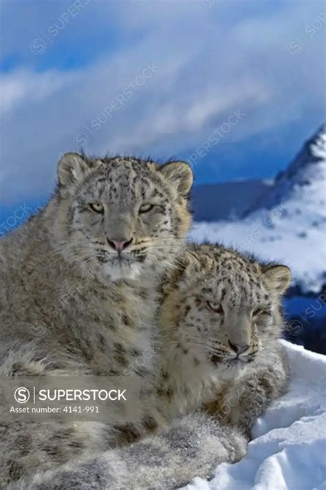 snow leopard panthera uncia in mountain habitat usa (controlled ...