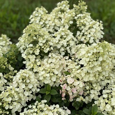 Hydrangea Paniculata Quick Fire