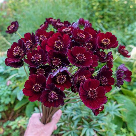 Chocolate Cosmos | Brecks Premium Bulbs