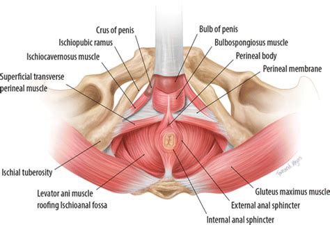 Male Pelvis Anatomy