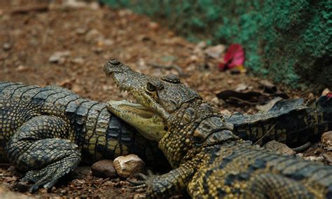 ¡feliz Día Cocodrilo Comisión Nacional De Áreas Naturales