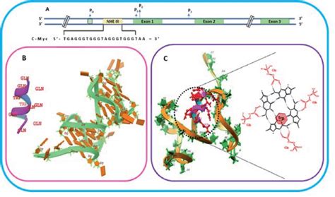 Schematic Representation Of C Myc Gene Promoter Structure A Sequence