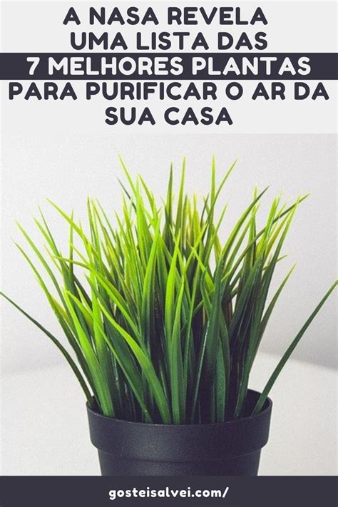 A Nasa Revela Uma Lista Das Melhores Plantas Para Purificar O Ar Da