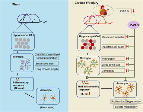 The Proposed Neuroprotective Effects Of Z Vad In The Setting Of Cardiac