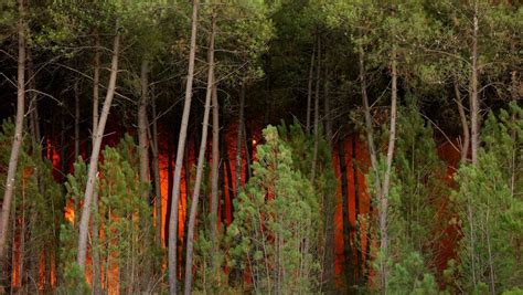 Incendie En Gironde Le Feu De Saumos Fixé Ce Jeudi Après Avoir