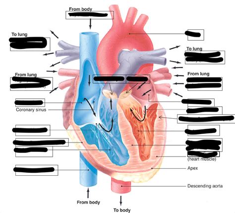 Cardiac Diagram Diagram Quizlet